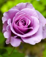 Denise Muirhead